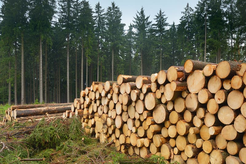 Cut logs in front of trees in a forest